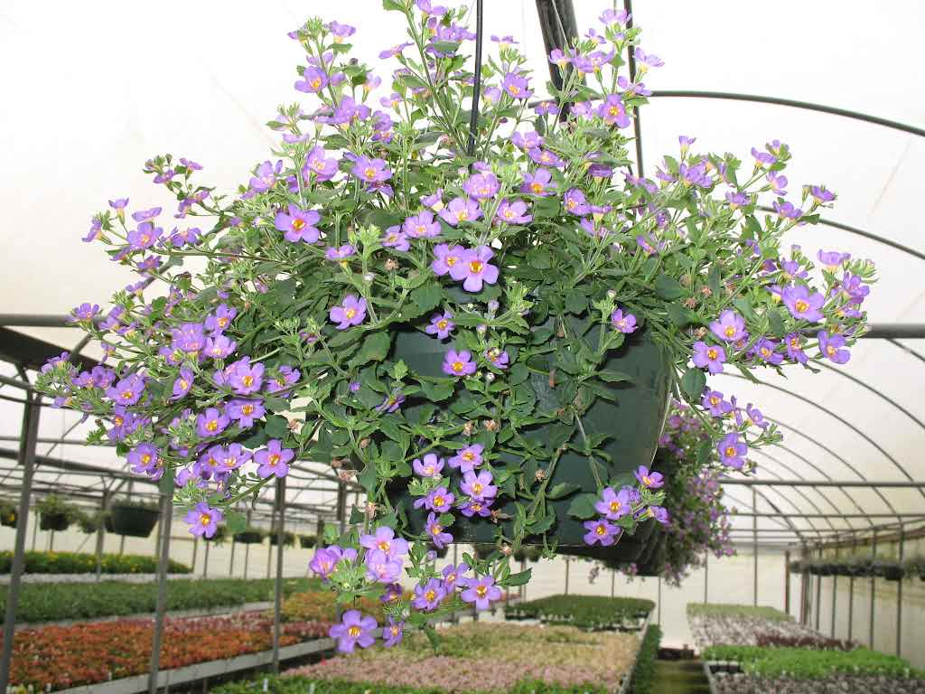 Calibrachoa Double Blue