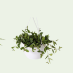 Peperomia Caperata Rosso HB