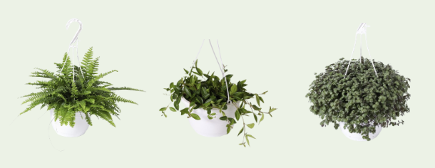 Peperomia Caperata Rosso HB