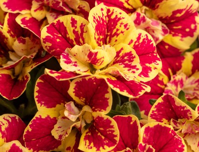 Calibrachoa Double Candy Shop Double Bouquet