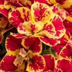 Coleus Cutleaf Pink and Purple