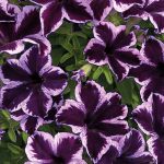 Petunia Mounding Crazytunia Cosmic Violet