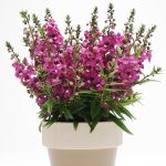 Angelonia Dark Pink