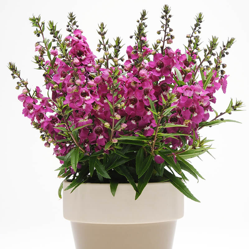 Angelonia Dark Pink