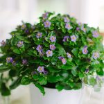 Exacum - Persian Violet