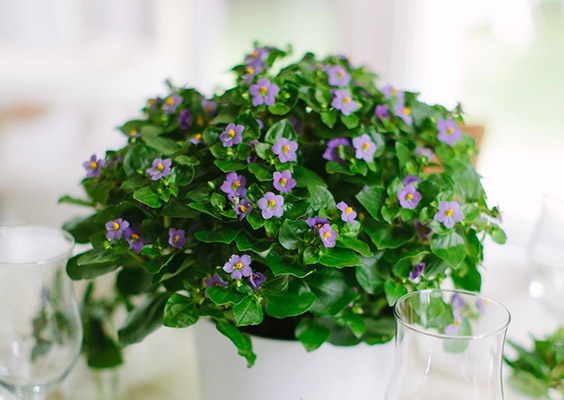 Exacum - Persian Violet