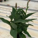 Canna Lily Cannova