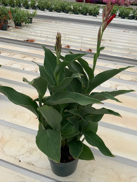 Citrosa 6"