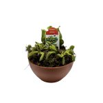 Carnivorous Bog Garden