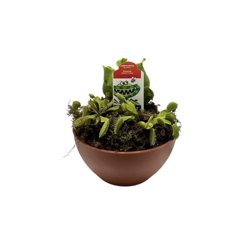 Carnivorous Bog Garden