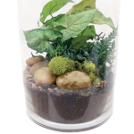 Tower Glass Terrarium