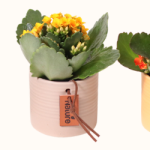 Mum (Chrysanthemum) Tri-Color