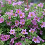 Calibrachoa Double Bicolour Purple Smokin' Berry