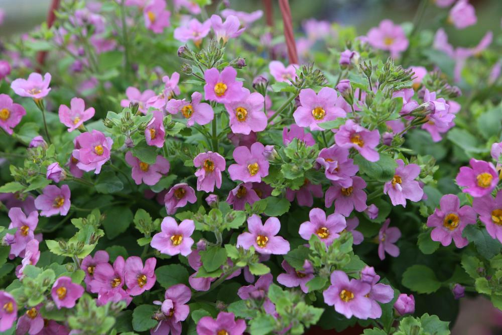 Calibrachoa Double Bicolour Purple Smokin' Berry