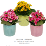 Freesia Mini