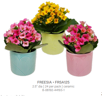 Freesia Mini