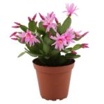 Portulaca White