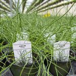Juncus Twister