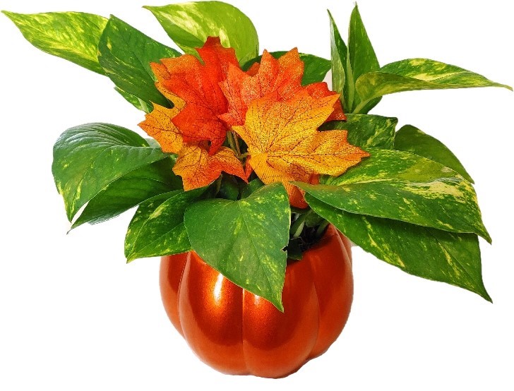 Ceramic Pumpkin W/ 4" Pothos And Fall Leaves