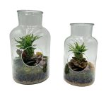 Large Hole In One Terrarium With 3 Plants