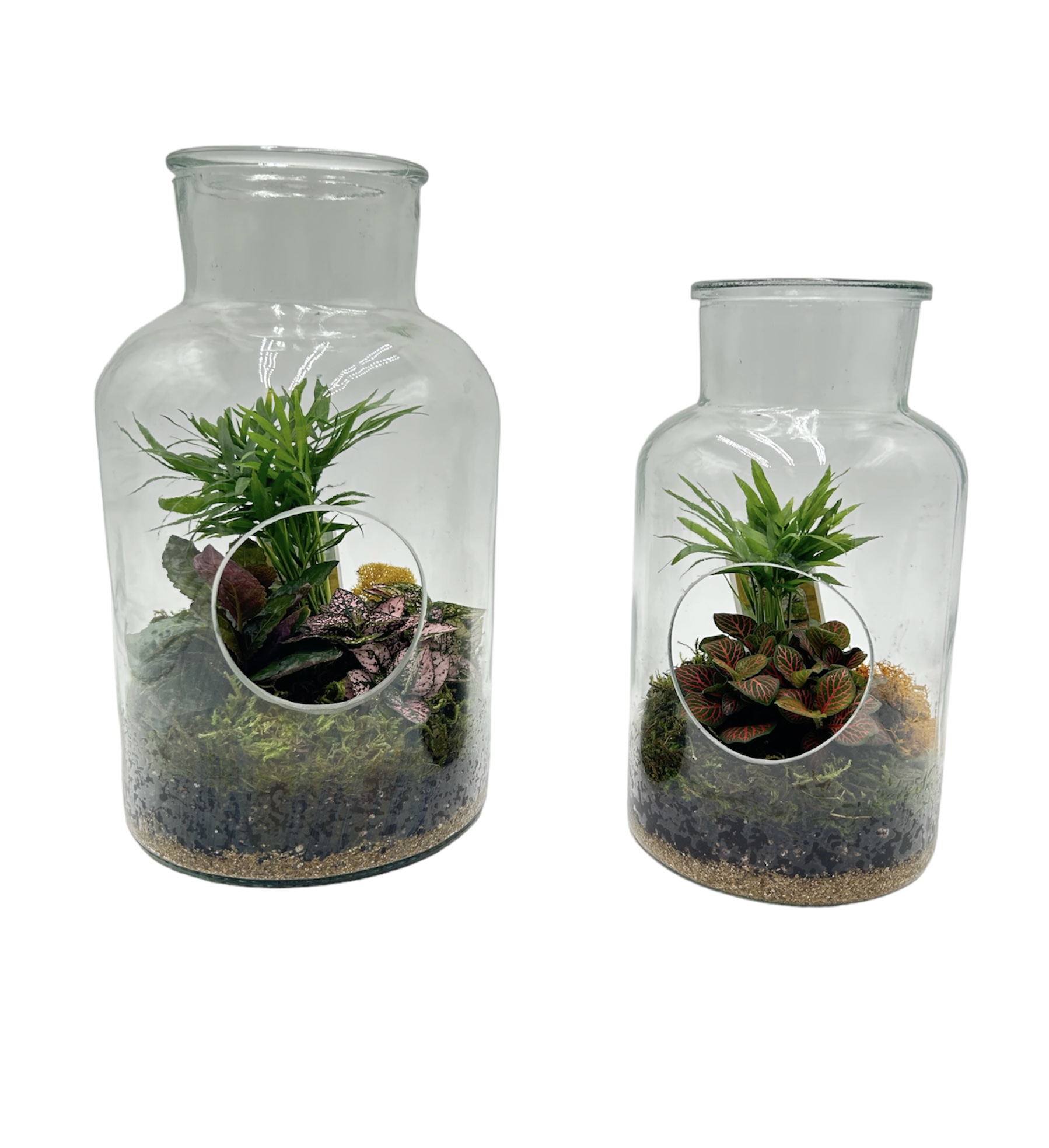 Large Hole In One Terrarium With 3 Plants Large Hole In One Terrarium With 3 Plants