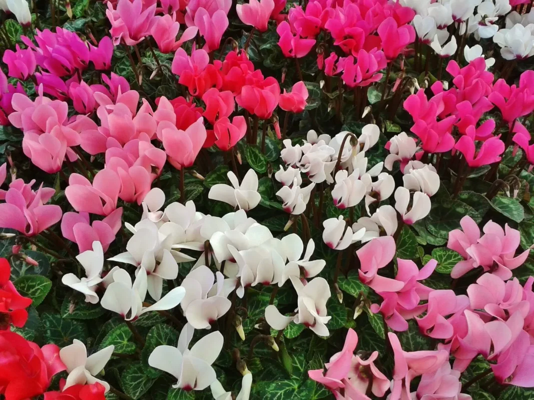 6" Cyclamen