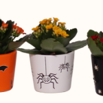 Halloween Collection Calandiva