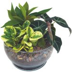 Peart Drum Garden - Small