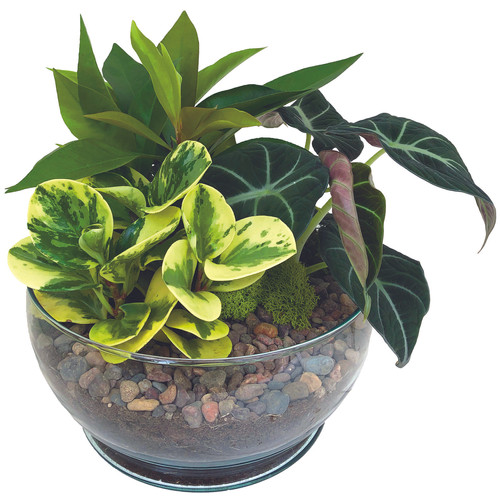 Peart Drum Garden - Small