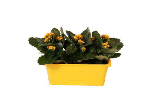 Kalanchoe Patio Box