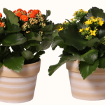 Large Cotta Kalanchoe 6"