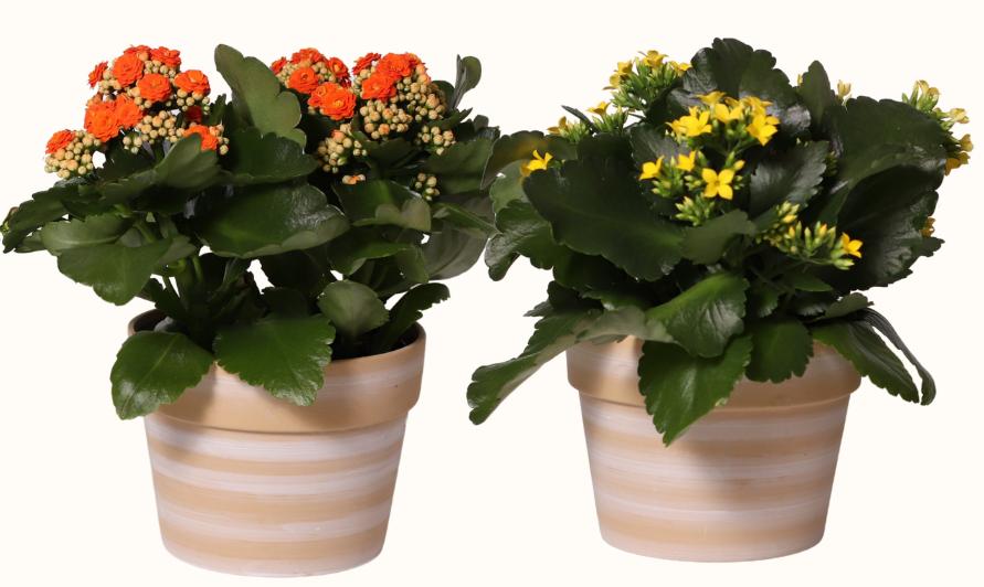 Large Cotta Tri-Colour Kalanchoe 6"