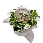 Keepsake Planter With With Njoy Pothos
