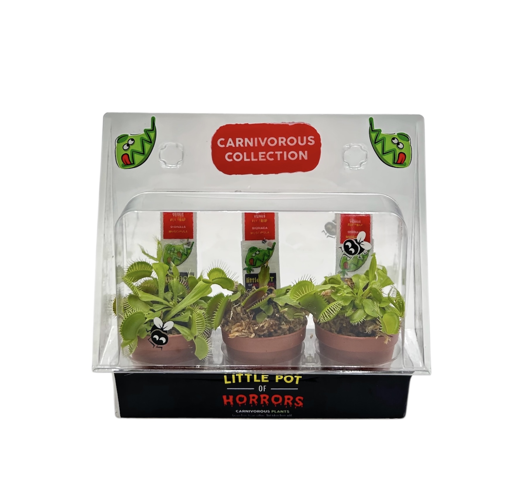 Trap Pack' Carnivorous Collection | *3 Unique Venus Flytrap Varieties* Trap Pack' Carnivorous Collection | *3 Unique Venus Flytrap Varieties*