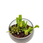 Carnivorous Glass Slope Terrarium