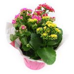 Kalanchoe Tricolor