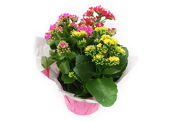 Kalanchoe Tricolor