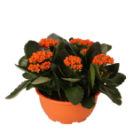 Kalanchoe Bowl