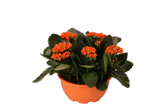 Kalanchoe Bowl