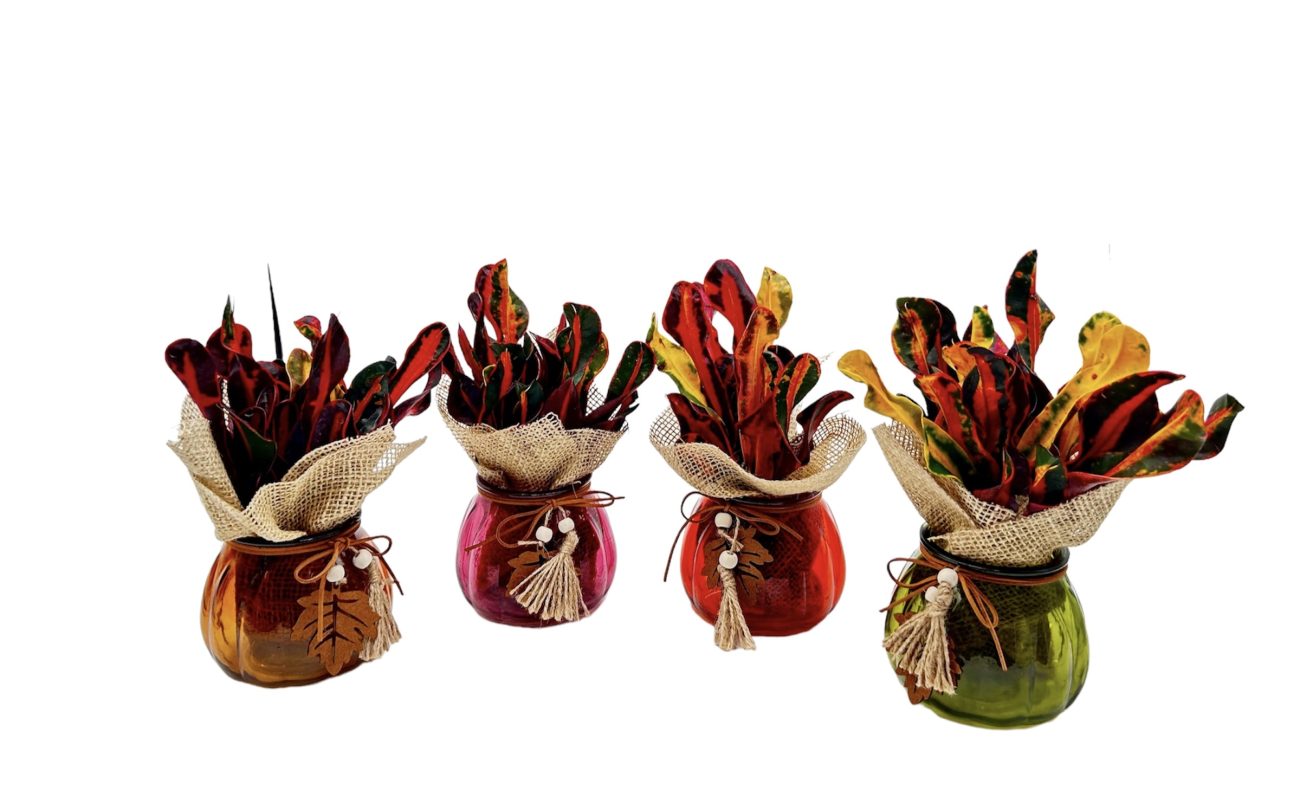 Glass Pumpkin W/Croton & Burlap