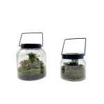 Tall Solar Terrarium With 3 Plants