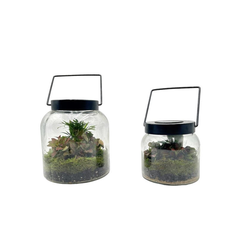 Tall Solar Terrarium With 3 Plants