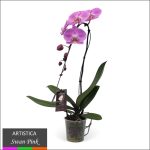 Phalaenopsis Orchid - Swan