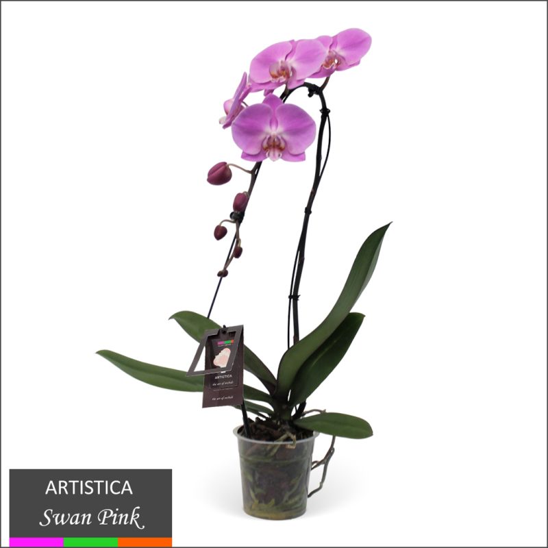 Phalaenopsis Orchid - Swan