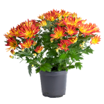 Pot Mum