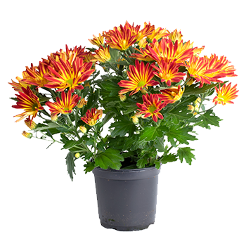 Pot Mum