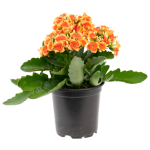Bi-Color Kalanchoe