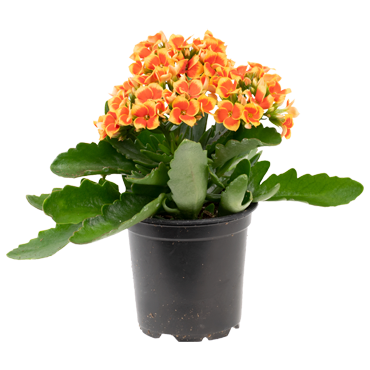 Bi-Color Kalanchoe