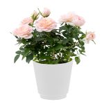 RosAroma Rose (Scented)