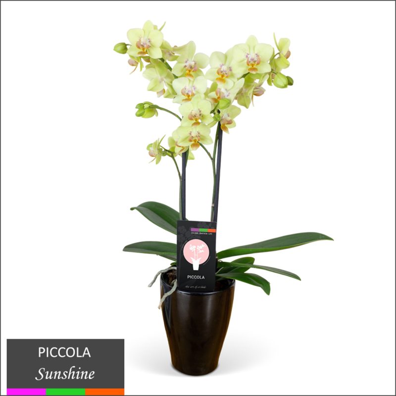 Phalaenopsis Orchid - Multi Spike